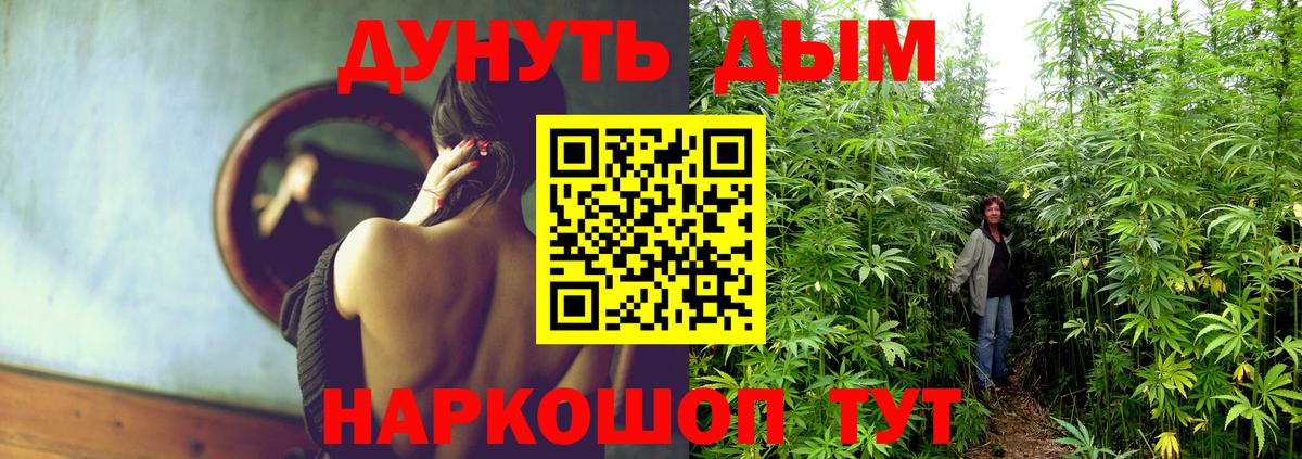 Бошки марихуана планчик  Канабис план  Марихуана OG Kush  Вход с VPN  Бирск 